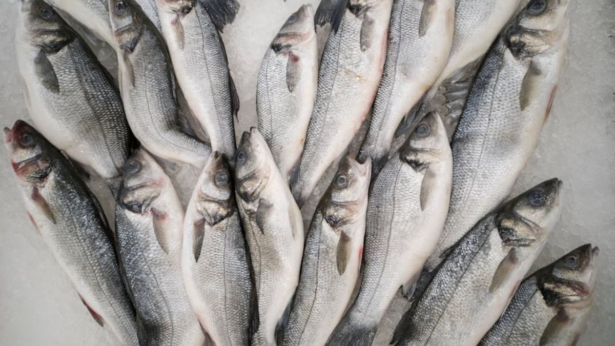 Alguns peixes podem trazer sérios problemas de saúde se consumidos em excesso