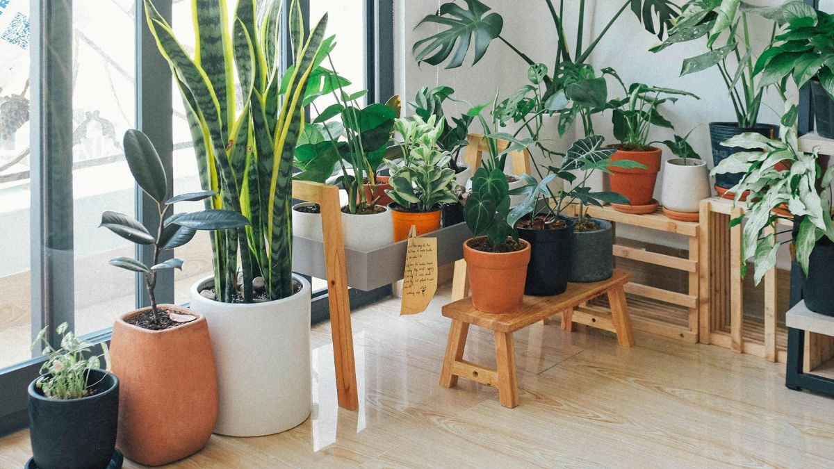 Mesmo com efeitos moderados, as plantas têm forte impacto no bem-estar emocional