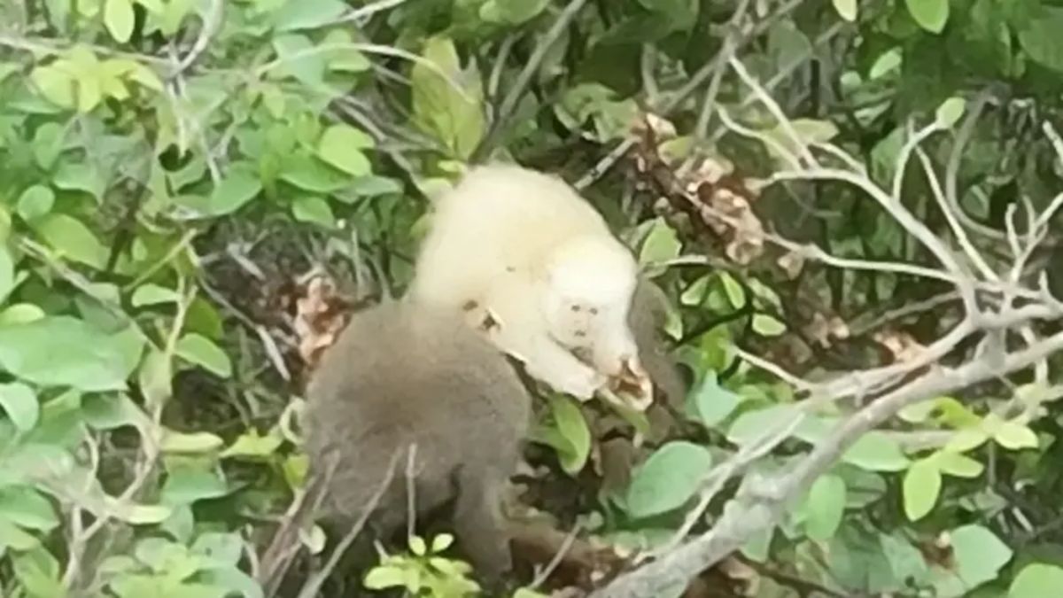 Sauá albino registrado no Parque Estadual do Rio Doce, em MG; caso é o primeiro do mundo e levanta discussões sobre isolamento genético e impactos ambientais