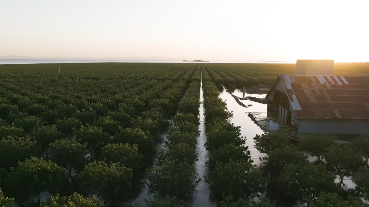 Após 130 anos soterrado por canais e fazendas, o antigo lago Tulare voltou a emergir na Califórnia, como um gigante esquecido que se recusa a desaparecer
