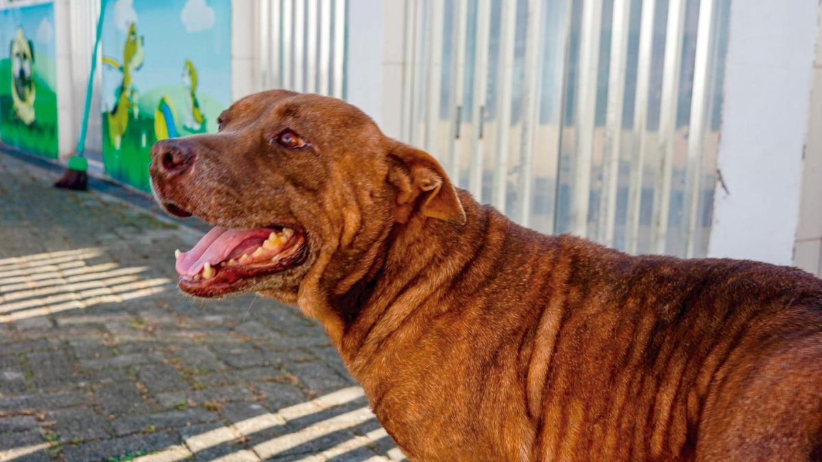 A cidade promove mais uma edição da Feira de Adoção de Animais