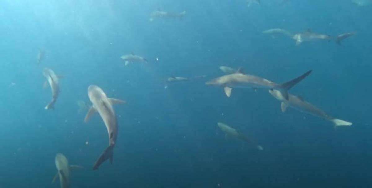 Local fica no litoral de São Paulo