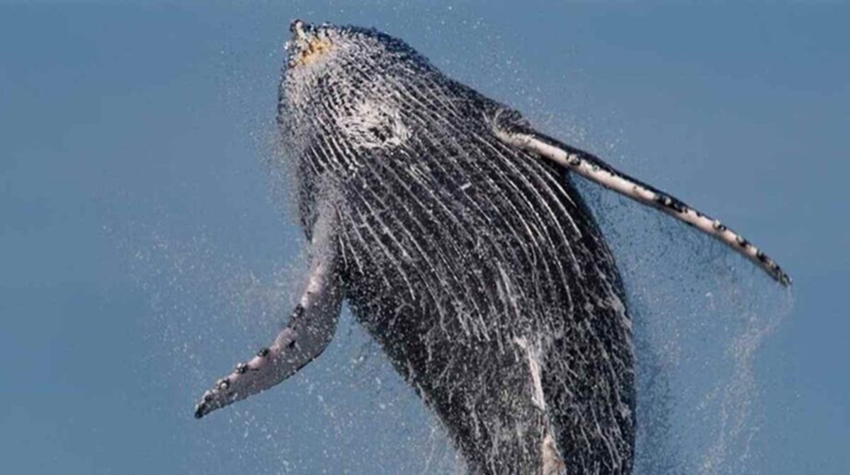 São Sebastião venceu o Prêmio Nacional do Turismo, com o Programa de Avistamento Responsável de Baleias e Outros Cetáceos