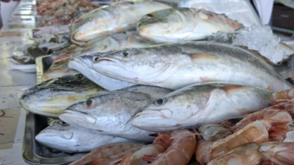 A presença de bagres em diversas praias de Ubatuba tem chamado a atenção