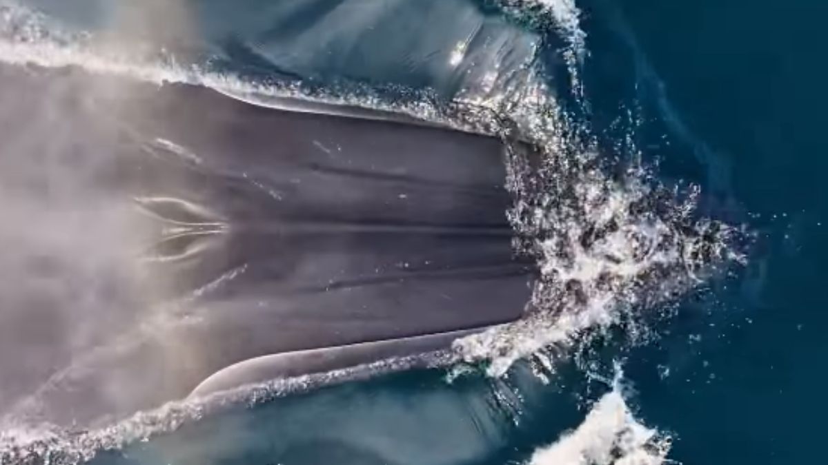 A baleia-de-bryde é bastante comum na região do Litoral Norte