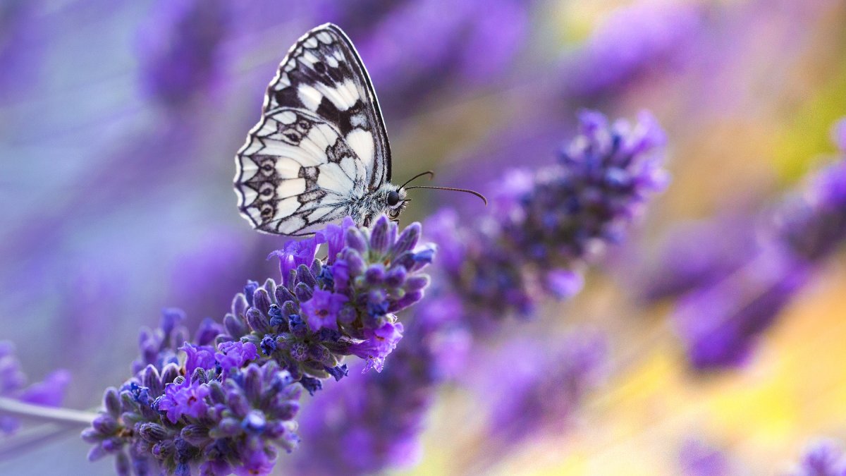 Com sol e solo leve, lavanda muda o ritmo do jardim e atrai polinizadores