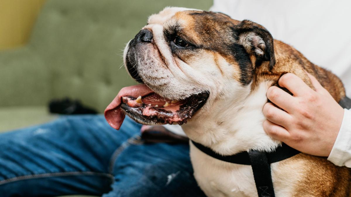 o movimento que parece um simples espreguiçar é, na verdade, um sinal de confiança, afeto e um "olá" educado no idioma canino