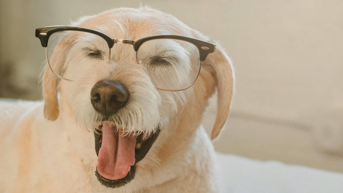 Border collie lidera lista que mede inteligência instintiva, adaptativa e de trabalho