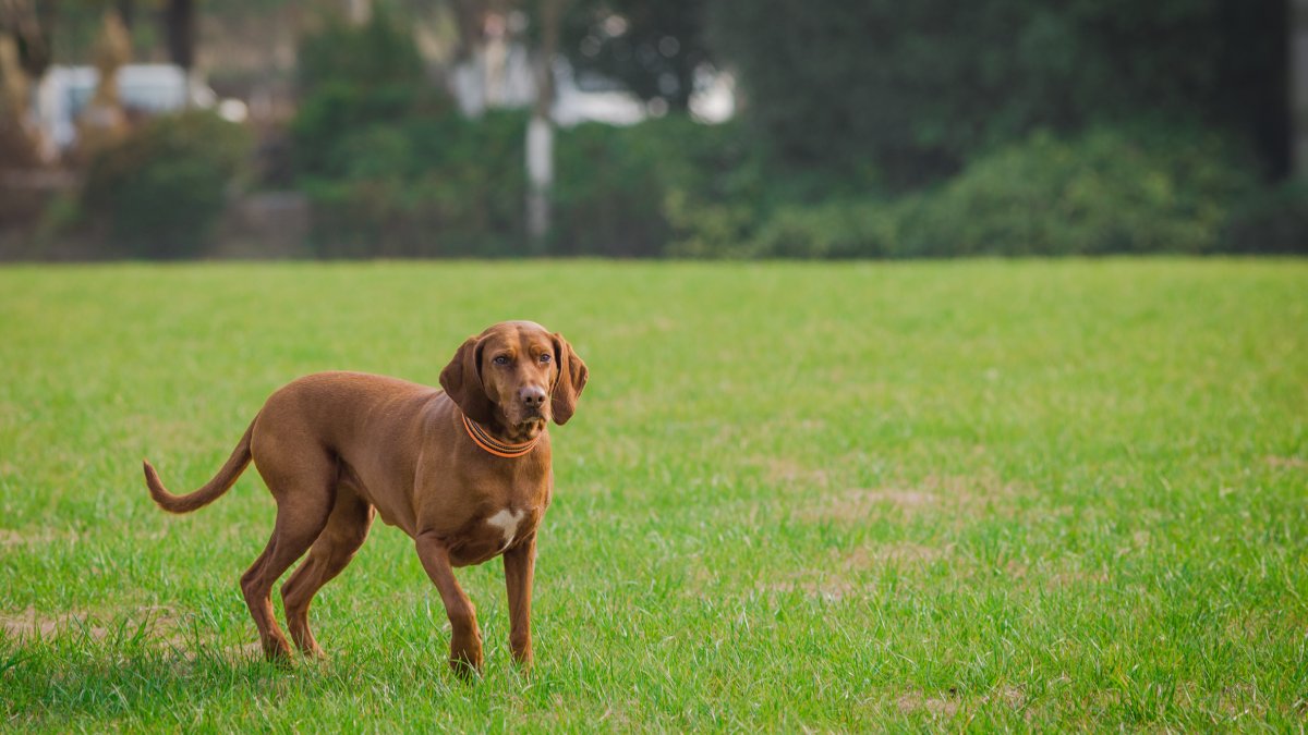 Muitos dos chamados "cães burros" são, na verdade, animais independentes, guiados pelo faro e menos interessados em agradar humanos