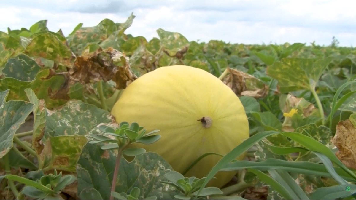 Estrutura de irrigação e logística sustenta maior colheita de melões do país