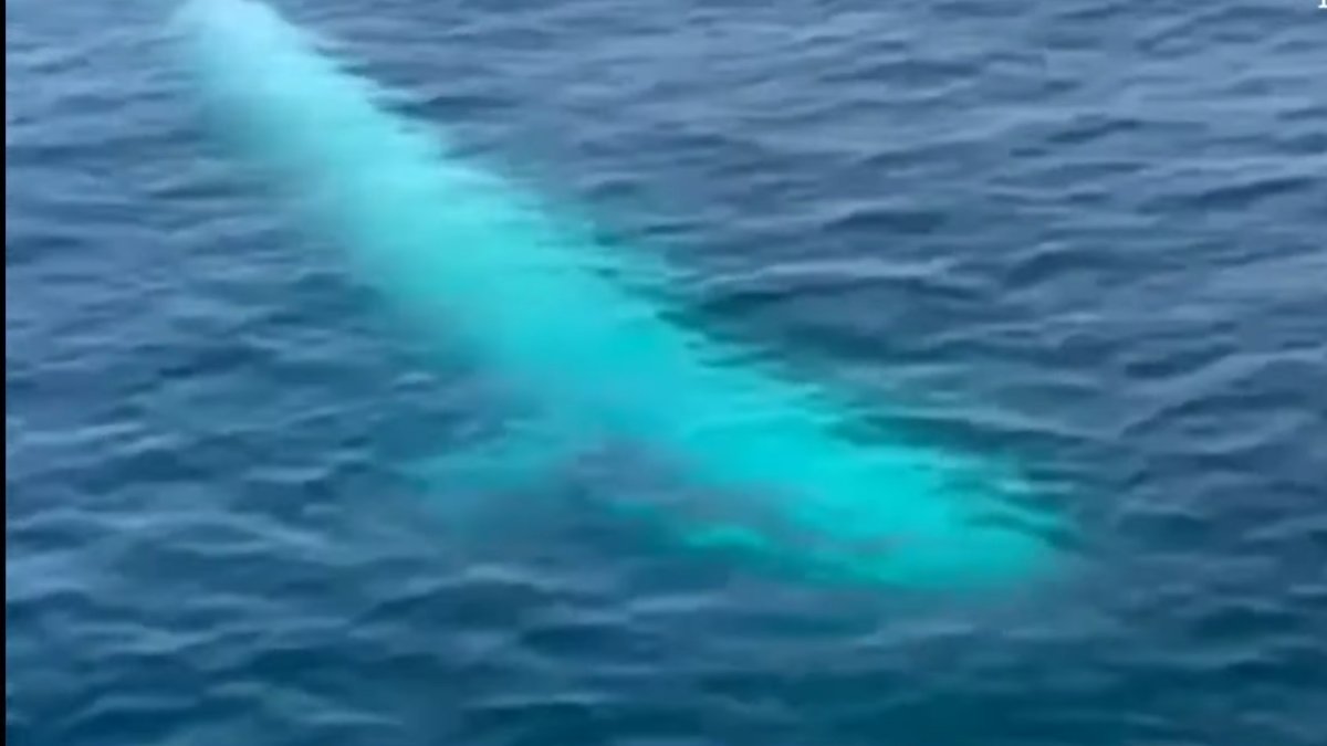 Avistamento inesperado é um dos poucos registros deste animal