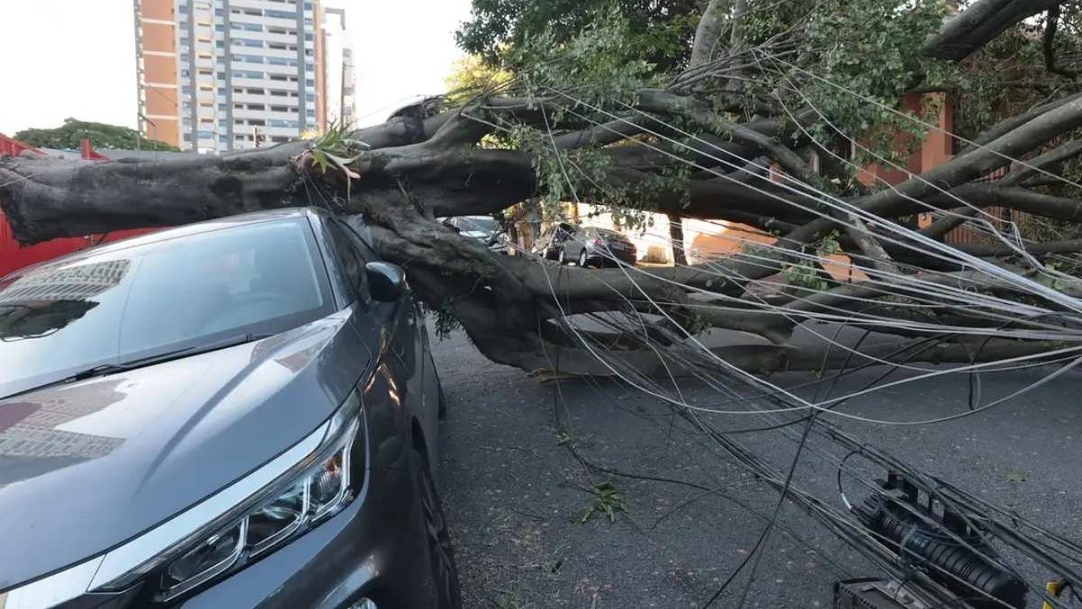 Árvore gigantesca e pesada atinge carro durante vendaval seco em SP
