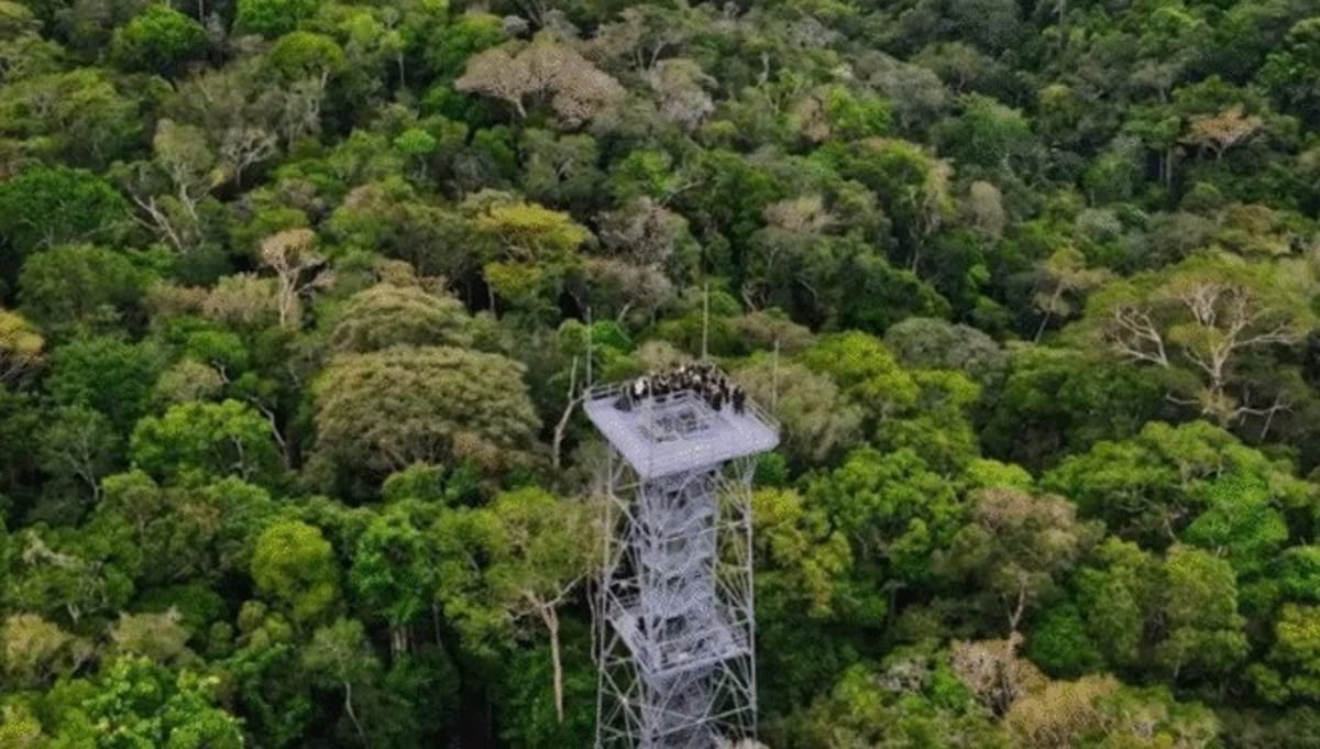Com seus 325 metros de altura e apenas três metros de largura, a ATTO se eleva muito acima do dossel da floresta para alcançar camadas superiores da atmosfera