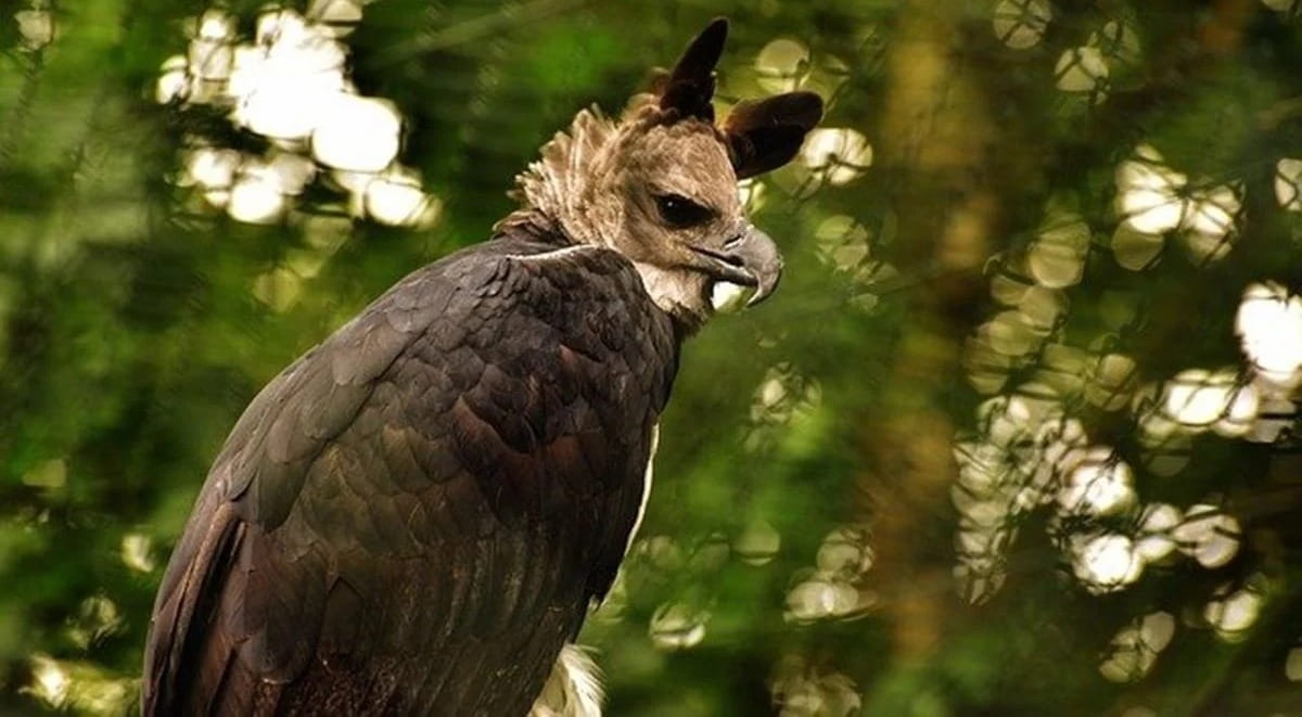 A aparência inconfundível inclui uma crista de penas na cabeça, que lembra uma coroa e deu origem ao nome popula