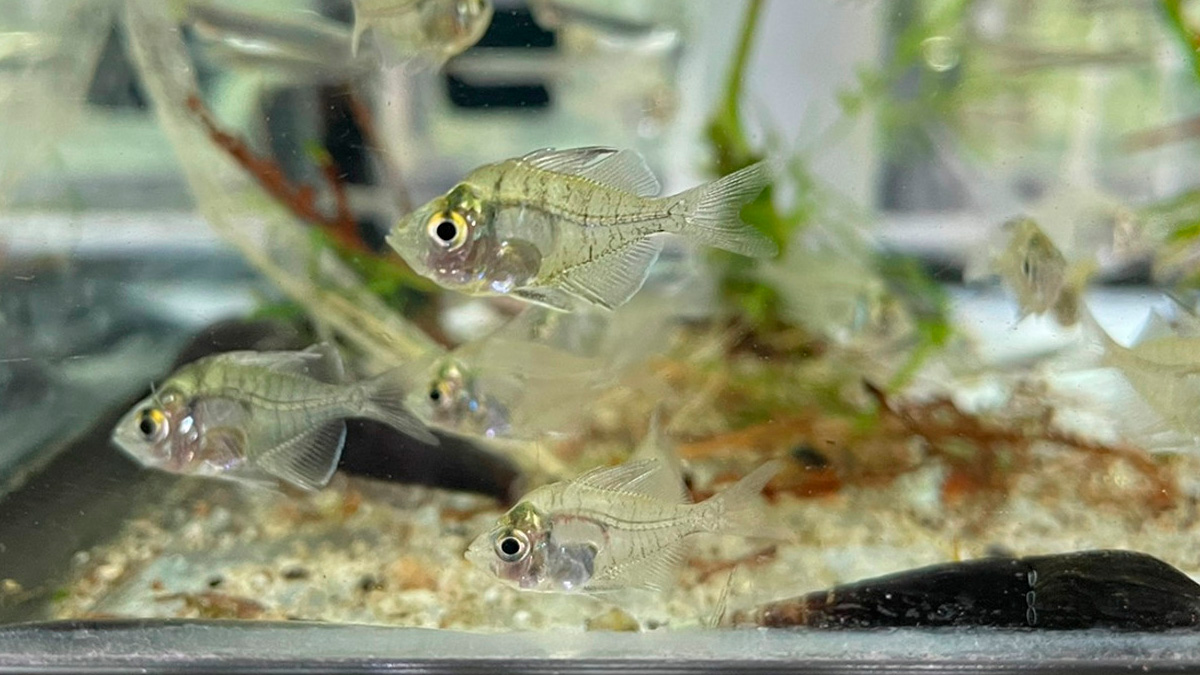 Conhecido popularmente como peixe-vidro no aquarismo, o Indian glassy fish (Parambassis ranga)