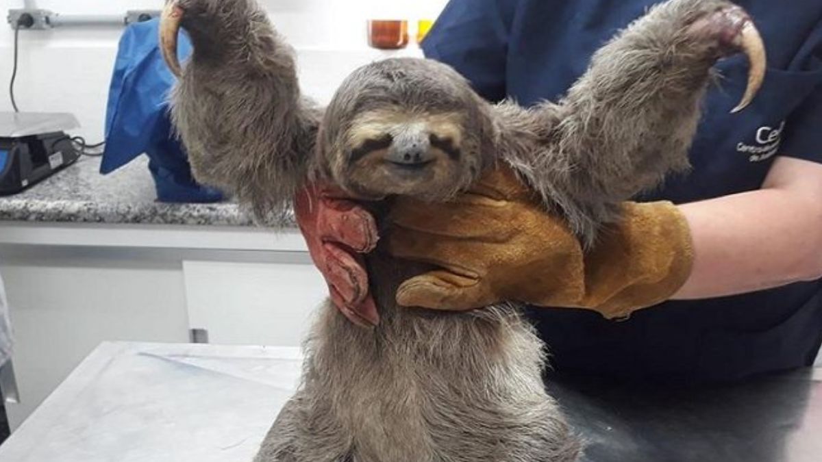 Bicho-preguiça é restado no Morro da Nova Cintra, em Santos