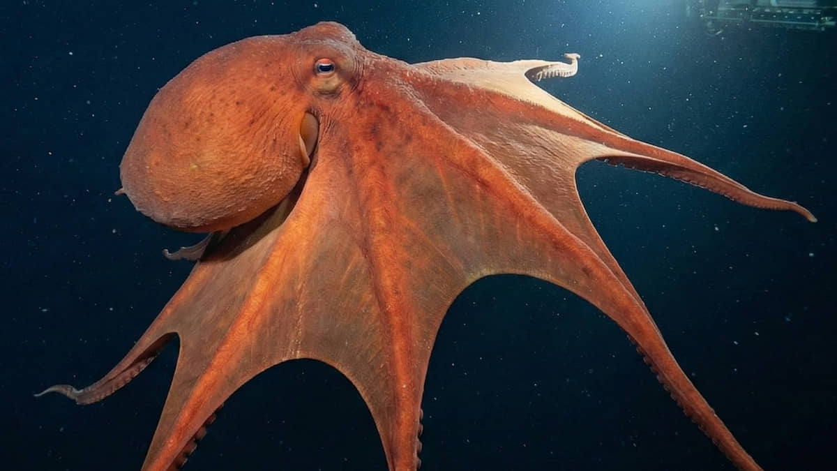 O imenso polvo de 4 metros surpreendeu os cientistas