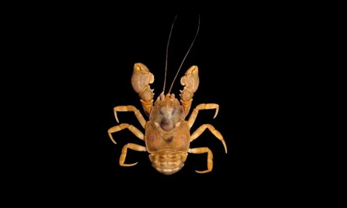 O primeiro registro do crustáceo ocorreu em 2012, durante um levantamento topográfico na gruta