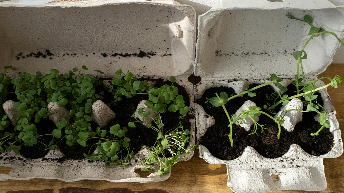 A cartela de ovos, presente na maioria das casas, pode ganhar uma nova função antes de ir para o lixo
