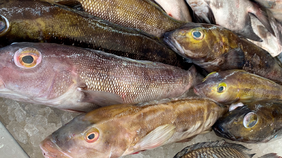 Com a chegada do fim do ano, cresce a busca pelos ingredientes tradicionais das festas e, junto com ela, o preço do bacalhau dispara