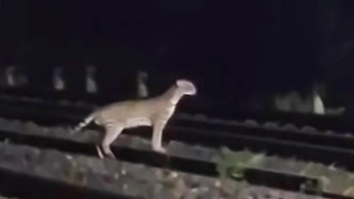 A cena lembrou a importância ambiental da Serra do Mar