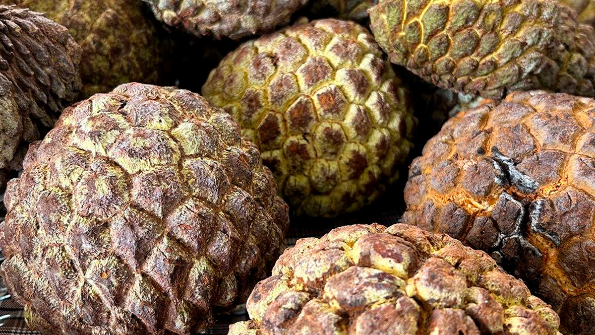 Campos Novos Paulista carrega o título de "Cidade do Marolo", fruto exótico que lembra a fruta-do-conde e a atemóia, podendo chegar a até dois quilos