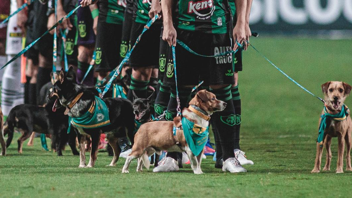 A iniciativa pretende conectar a paixão nacional ao cuidado animal