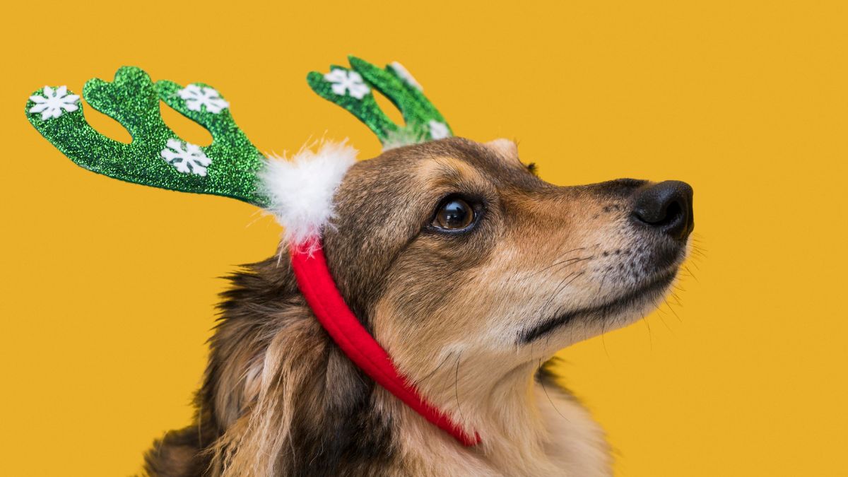 Veterinária explica por que temperos comuns como cebola e alho são