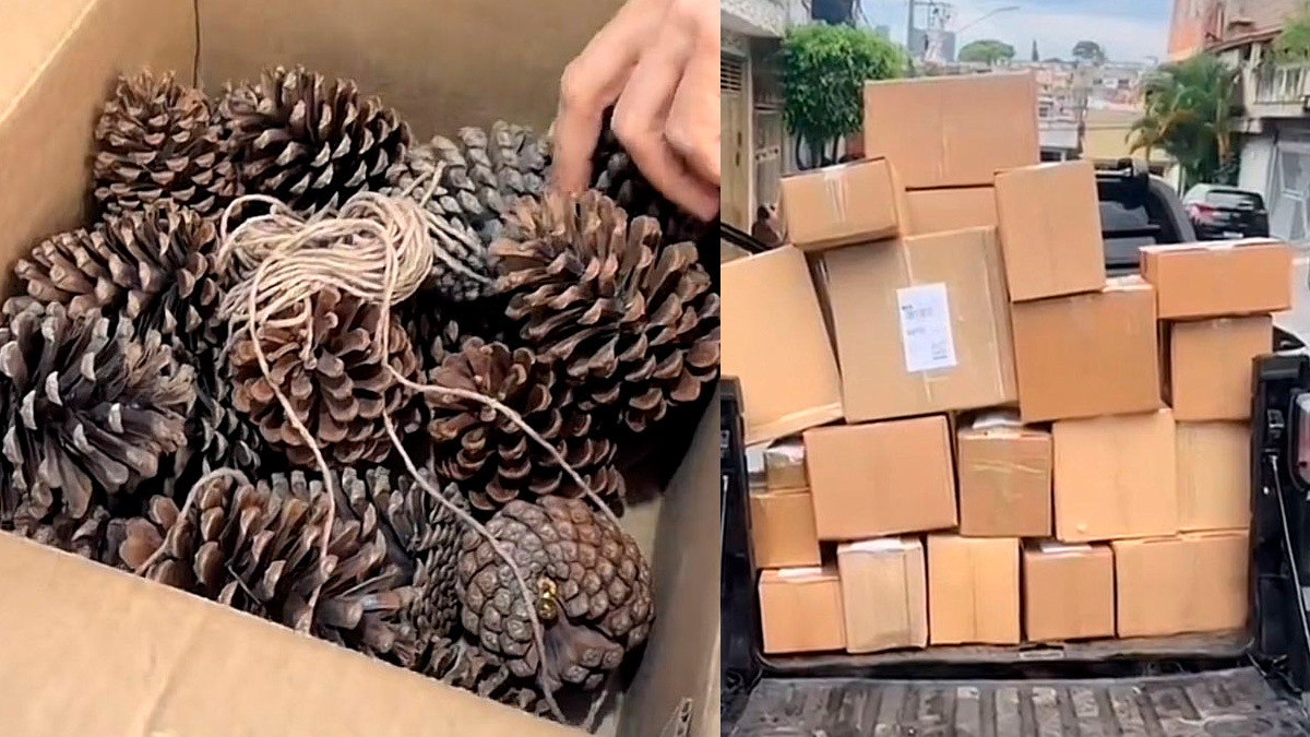 Tudo começou quando Elaine comprou pequenas pinhas para decorar a casa no Natal.