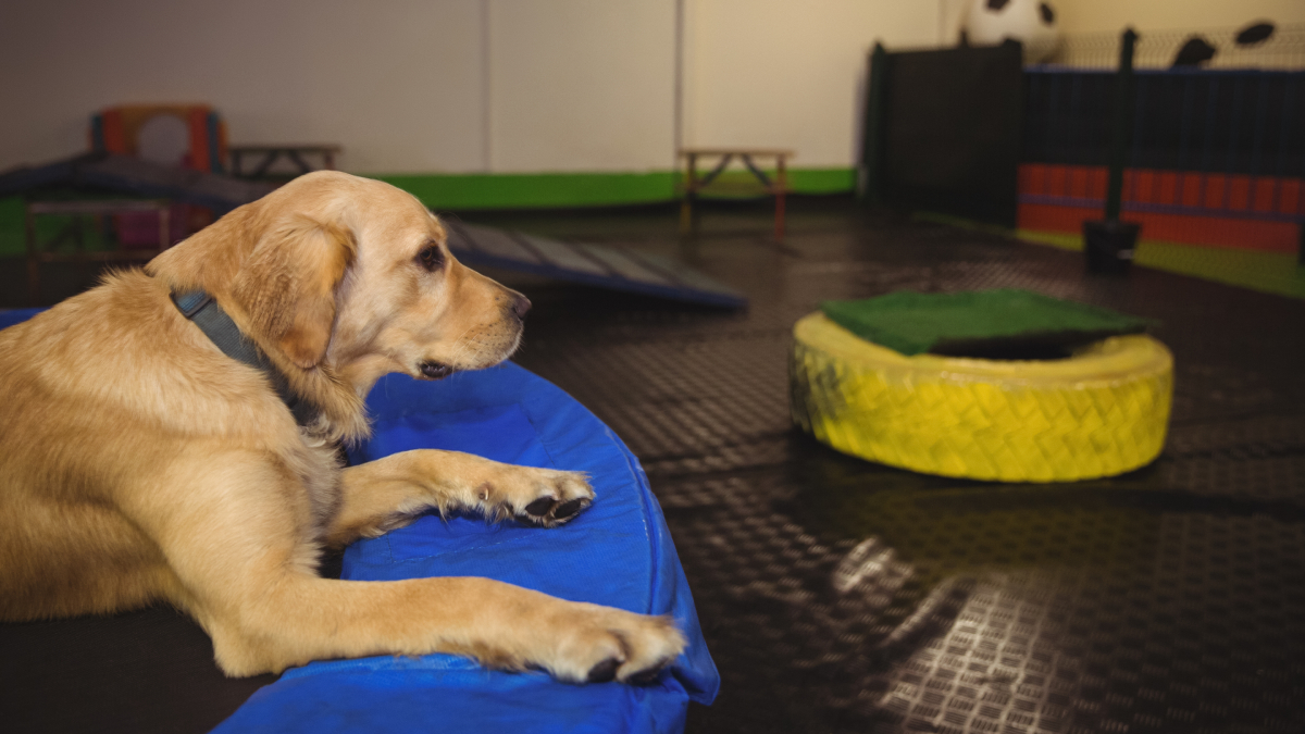 A atenção às demandas dos tutores e às exigências do mercado também se tornou essencial
