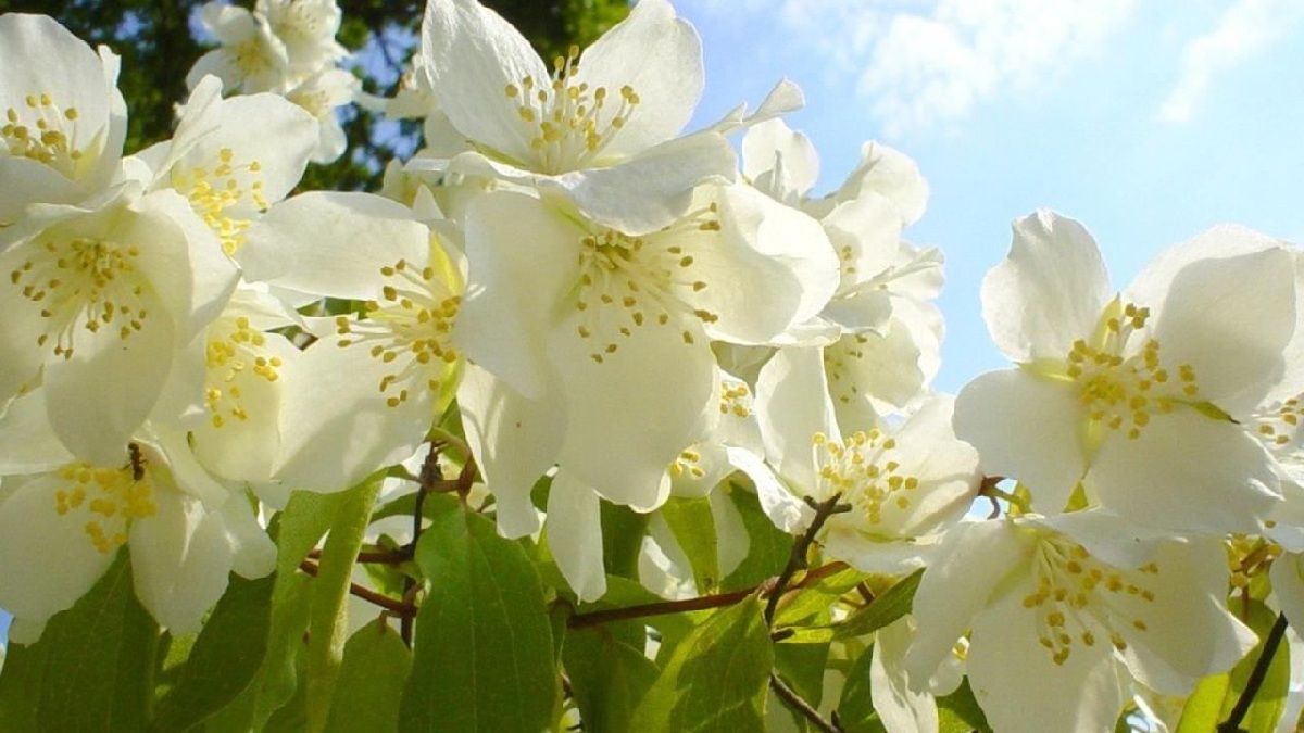 Conheça as propriedades incriveis do jasmim