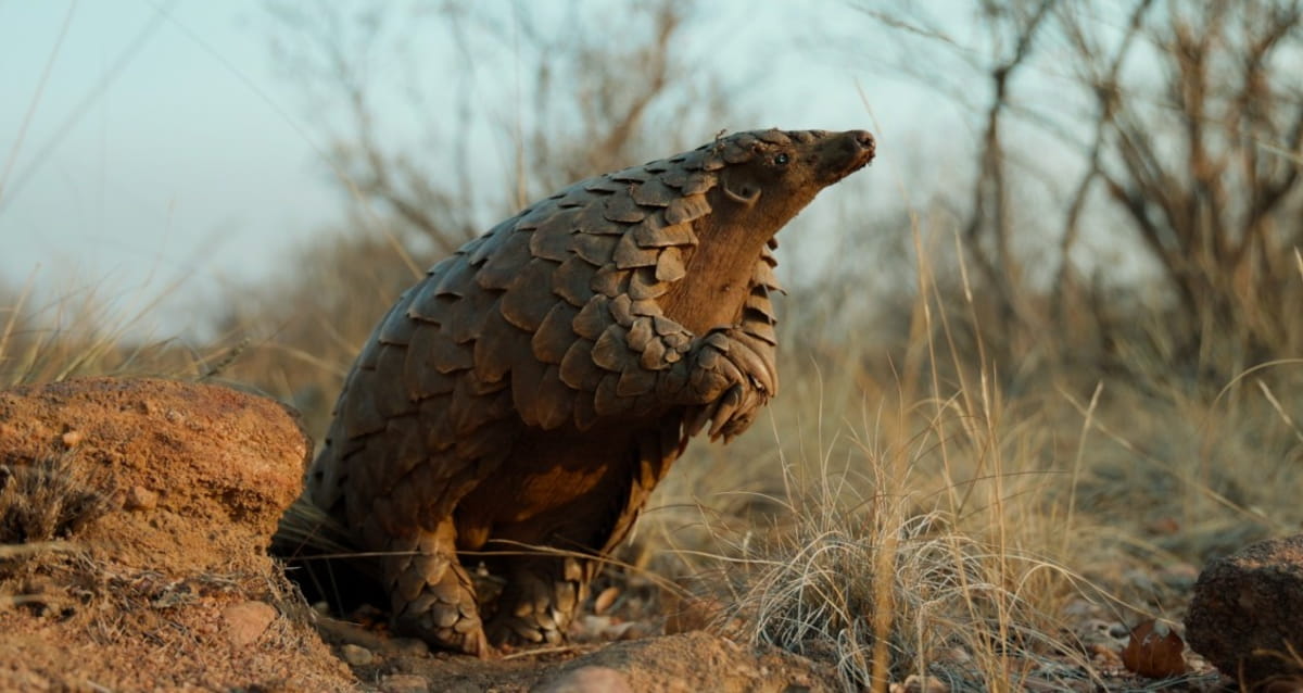 O principal alvo dos caçadores são as escamas, usadas há séculos na medicina tradicional asiática como suposto tratamento para inflamações, dores e até infertilidade