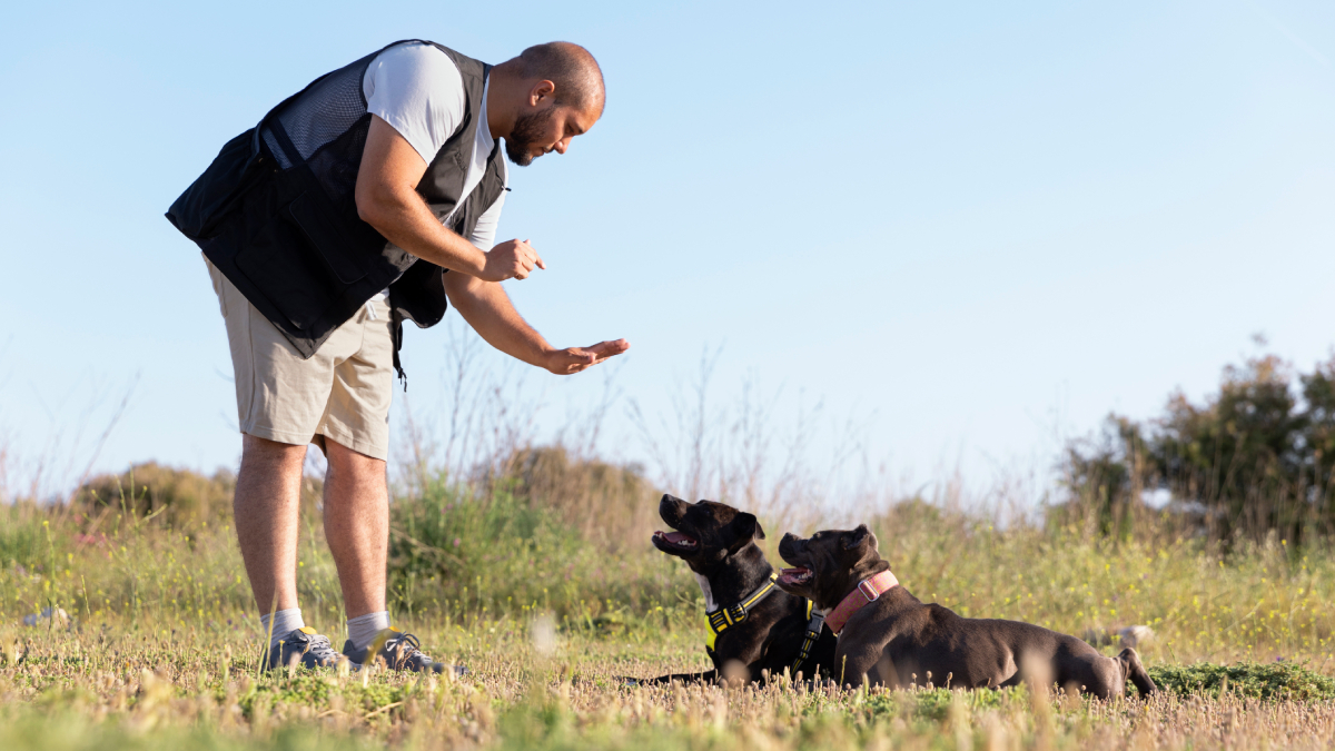Especialistas reforçam que toda raça precisa de treinamento consistente desde cedo