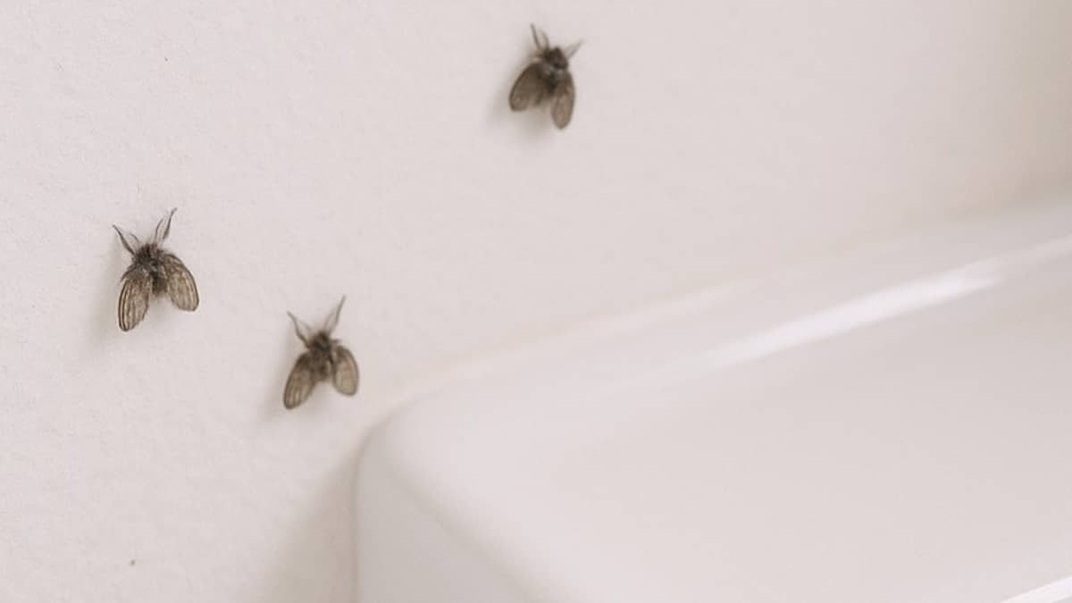 As famosas moscas de ralo gostam de banheiros onde a limpeza peca