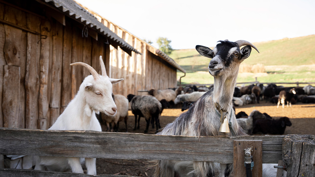 Ao longo de séculos, a criação de animais para consumo humano evoluiu para tornar a alimentação mais acessível e eficiente
