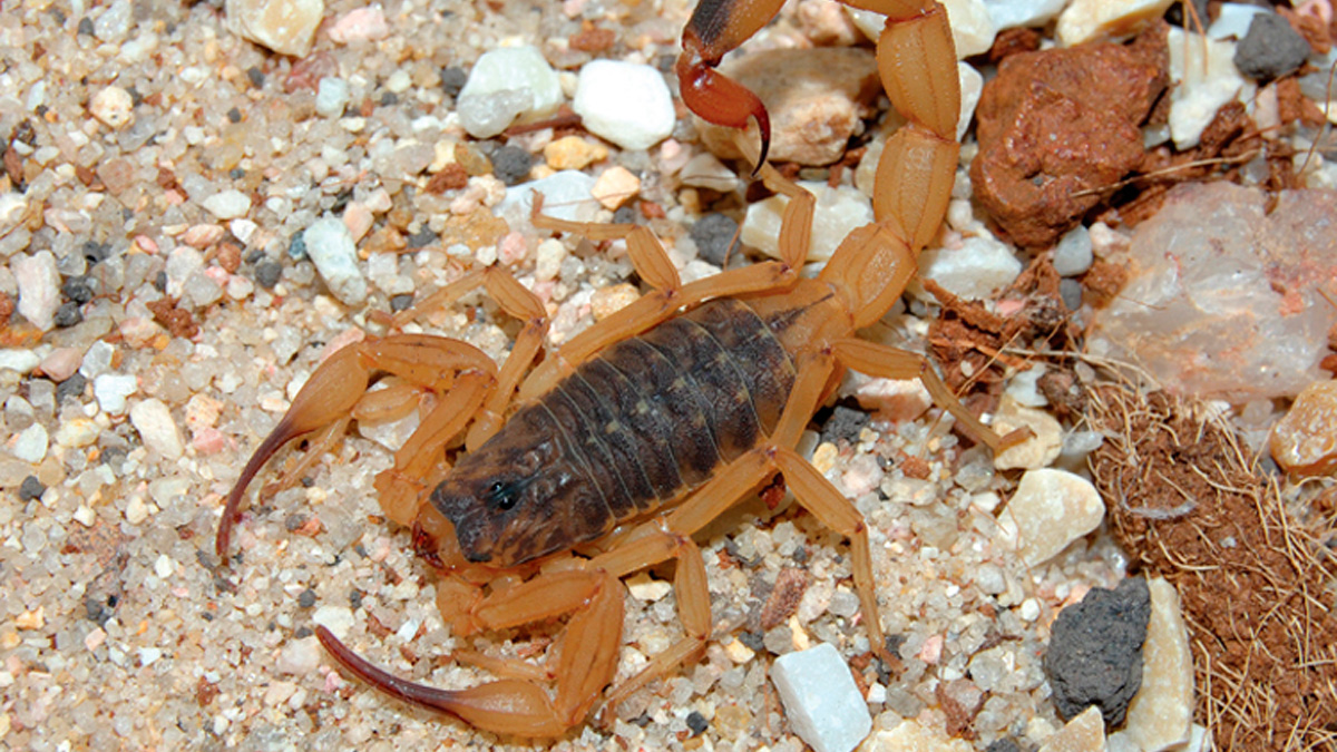 O escorpião-amarelo é considerado o mais venenoso entre as espécies encontradas no Brasil