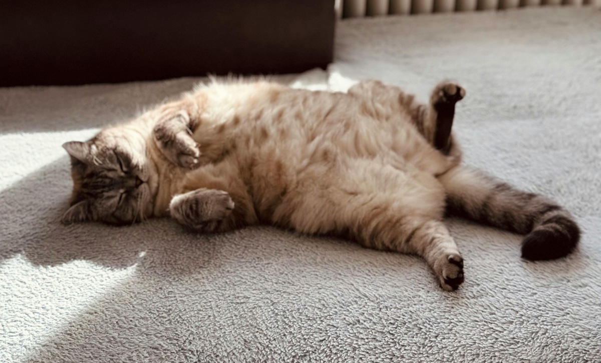 Avanço é tão promissor que os análogos de GLP-1 para pets já ganharam apelidos bem populares 'ozempet' e 'moungato'