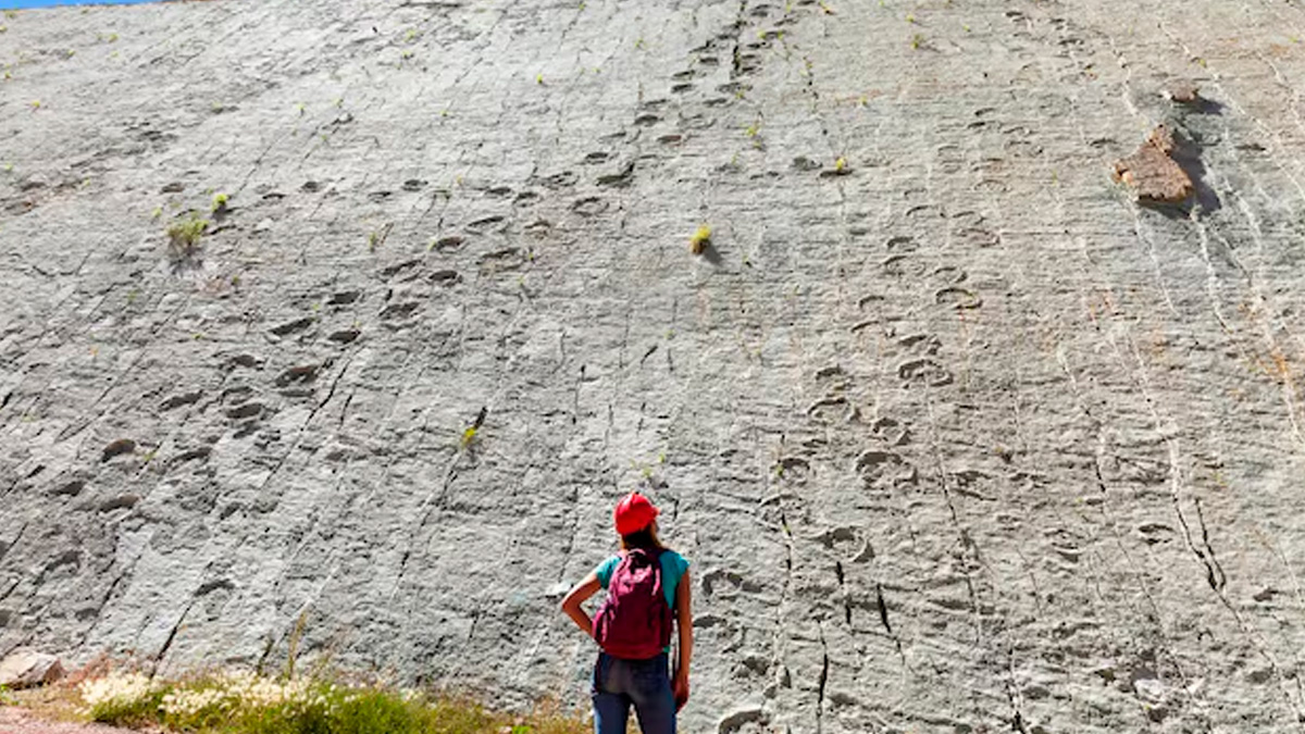 A área que concentra os fósseis equivale, aproximadamente, ao tamanho de um campo de futebol, reforçando a magnitude do achado
