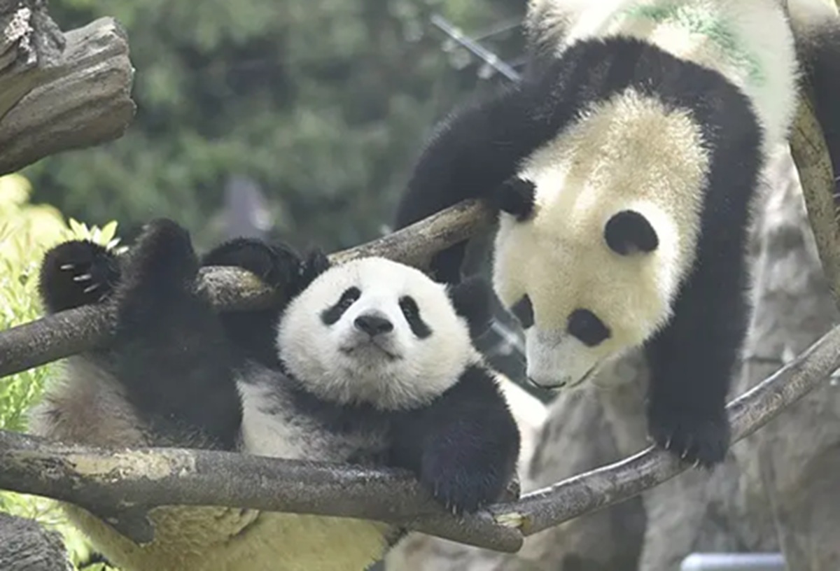 Filhotes gêmeos Lei Lei e Xiao Xiao, nascidos em 2021 no tradicional zoológico de Ueno, em Tóquio, serão enviados à China até o fim de janeiro