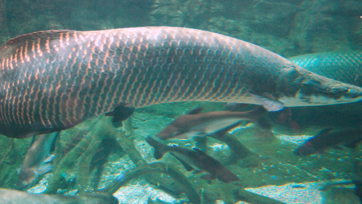 Nativo da Bacia Amazônica, o pirarucu tem se espalhado por rios de São Paulo