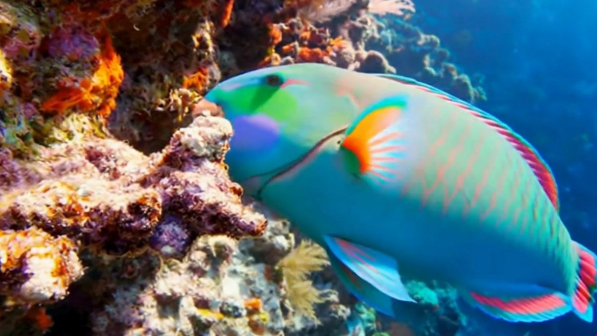 O oceano funciona como um museu vivo repleto de criaturas extraordinárias, conheça algumas
