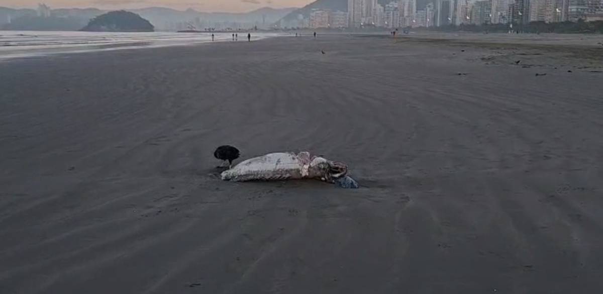 Além disso, o peixe estava sendo cercado por urubus, aves conhecidas por seguirem rastros de animais em decomposição