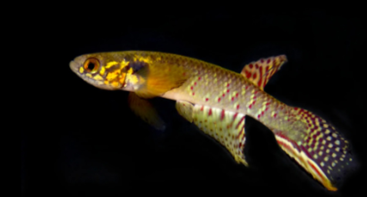 Em uma pequena lagoa temporária, os cientistas encontraram uma população viva, permitindo o primeiro registro fotográfico da espécie em ambiente natural