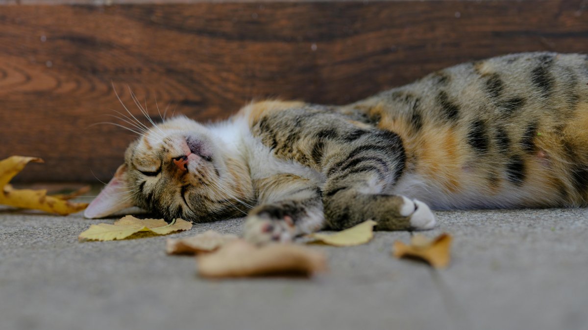 Temperaturas altas exigem atenção redobrada dos tutores de felinos