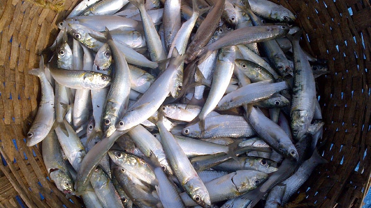 Enlatados também devem ser consumidos com moderação