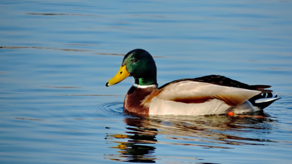Consegue ver os pés de pato nadando?
