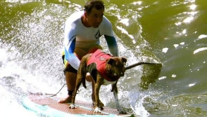 A Praia do José Menino conta com autorização legal para a circulação de cães