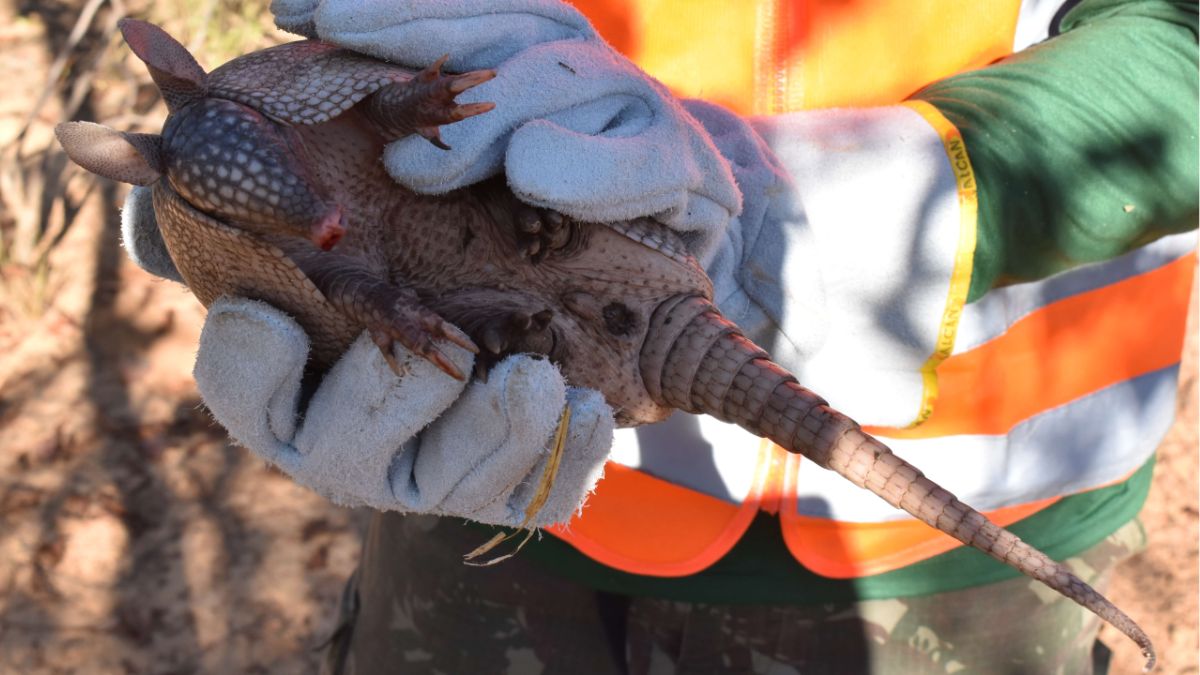 A Ecovias detalhou os protocolos de segurança para quem encontrar animais nas rodovias
