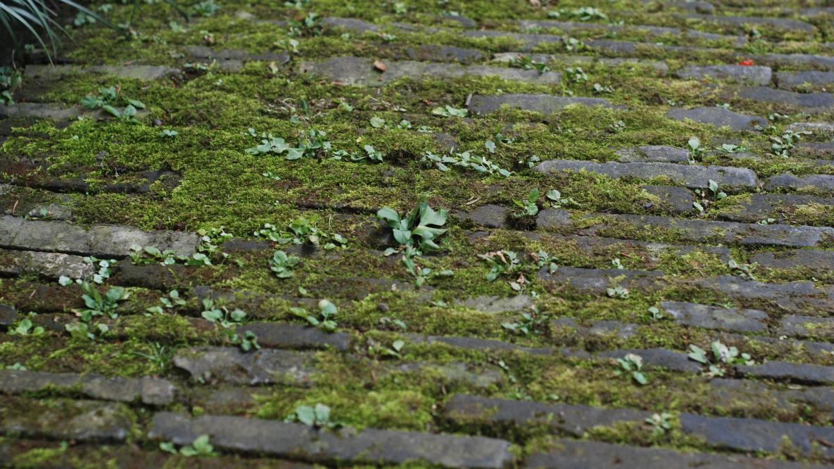 Uma solução prática promete acabar com o musgo usando itens comuns da rotina