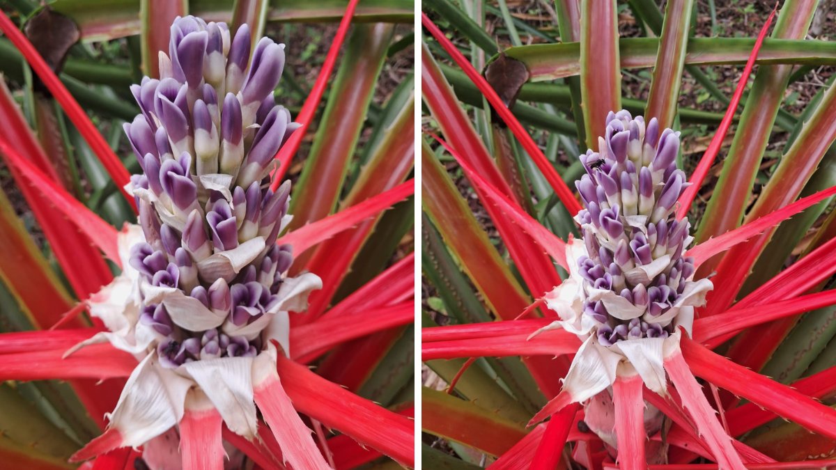 As folhas são rígidas e apresentam espinhos em ambos os lados